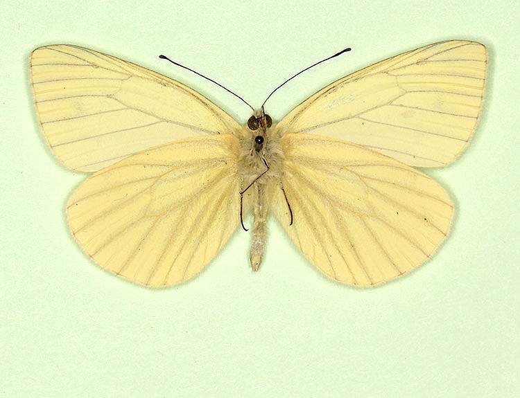 Pieris napi male (aberrant form sulphurea + pallidus, verso) (Internet Image property of respective owner, non-commercial use only)